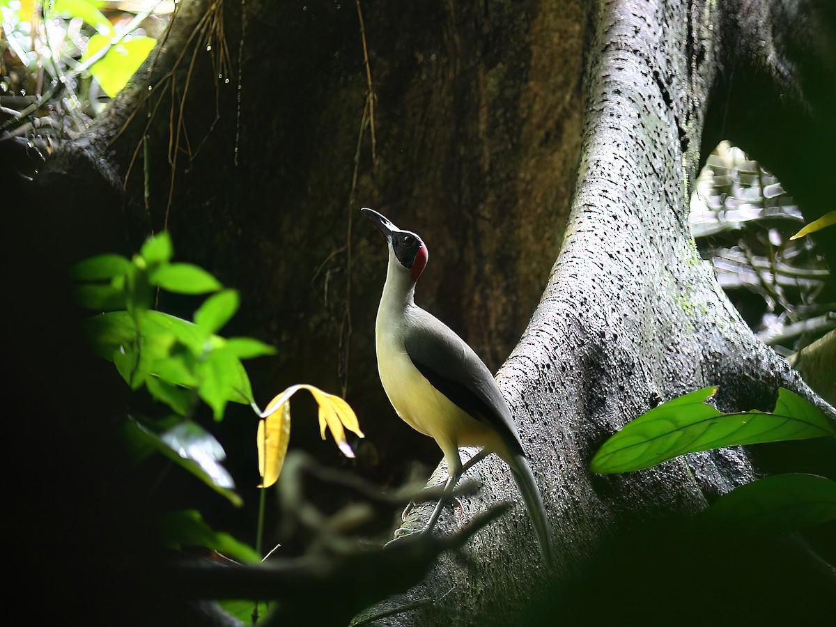 Gray-necked Rockfowl - Tim Boucher