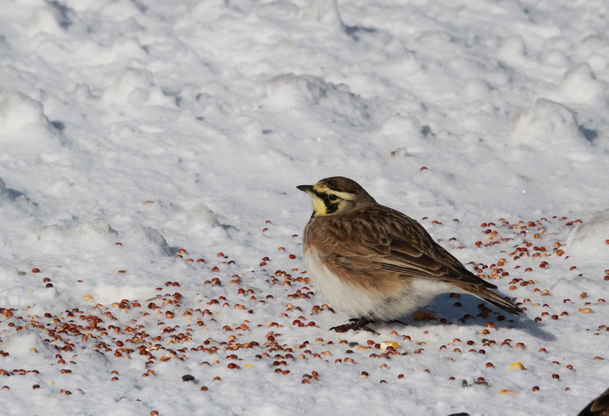 Horned Lark - ML613825104