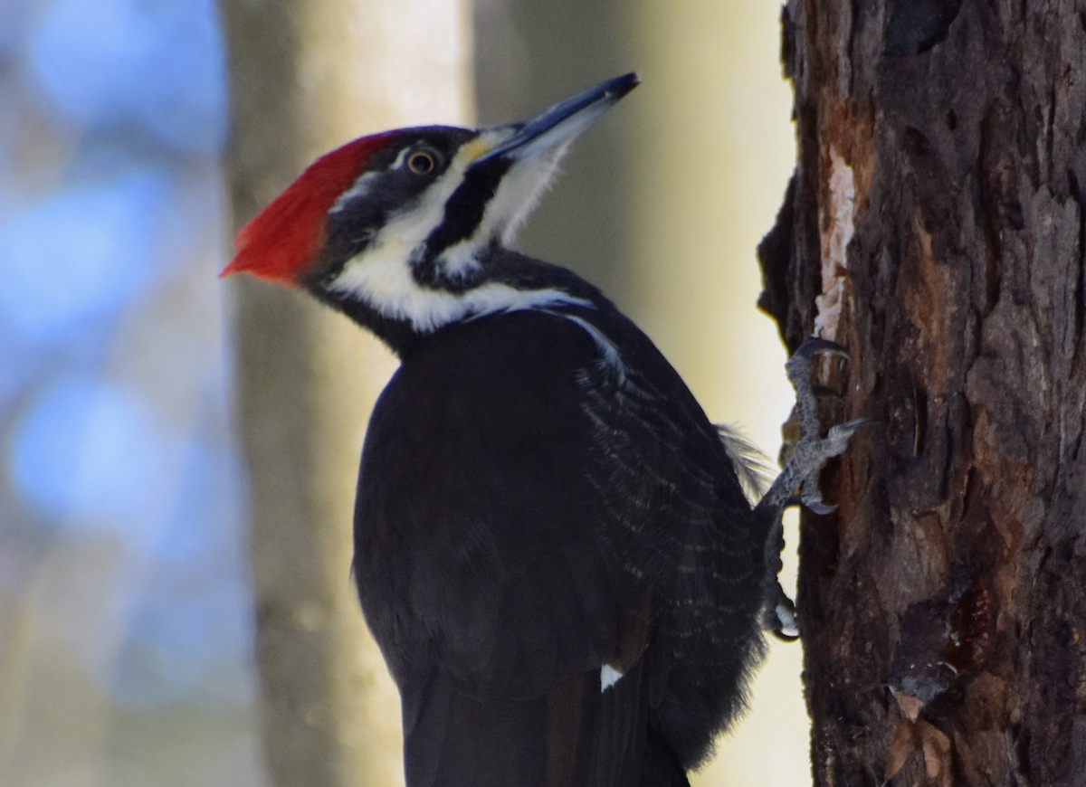 Pileated Woodpecker - ML613825152