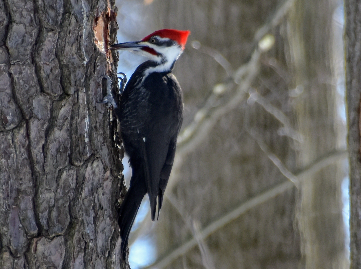 Pileated Woodpecker - ML613825154