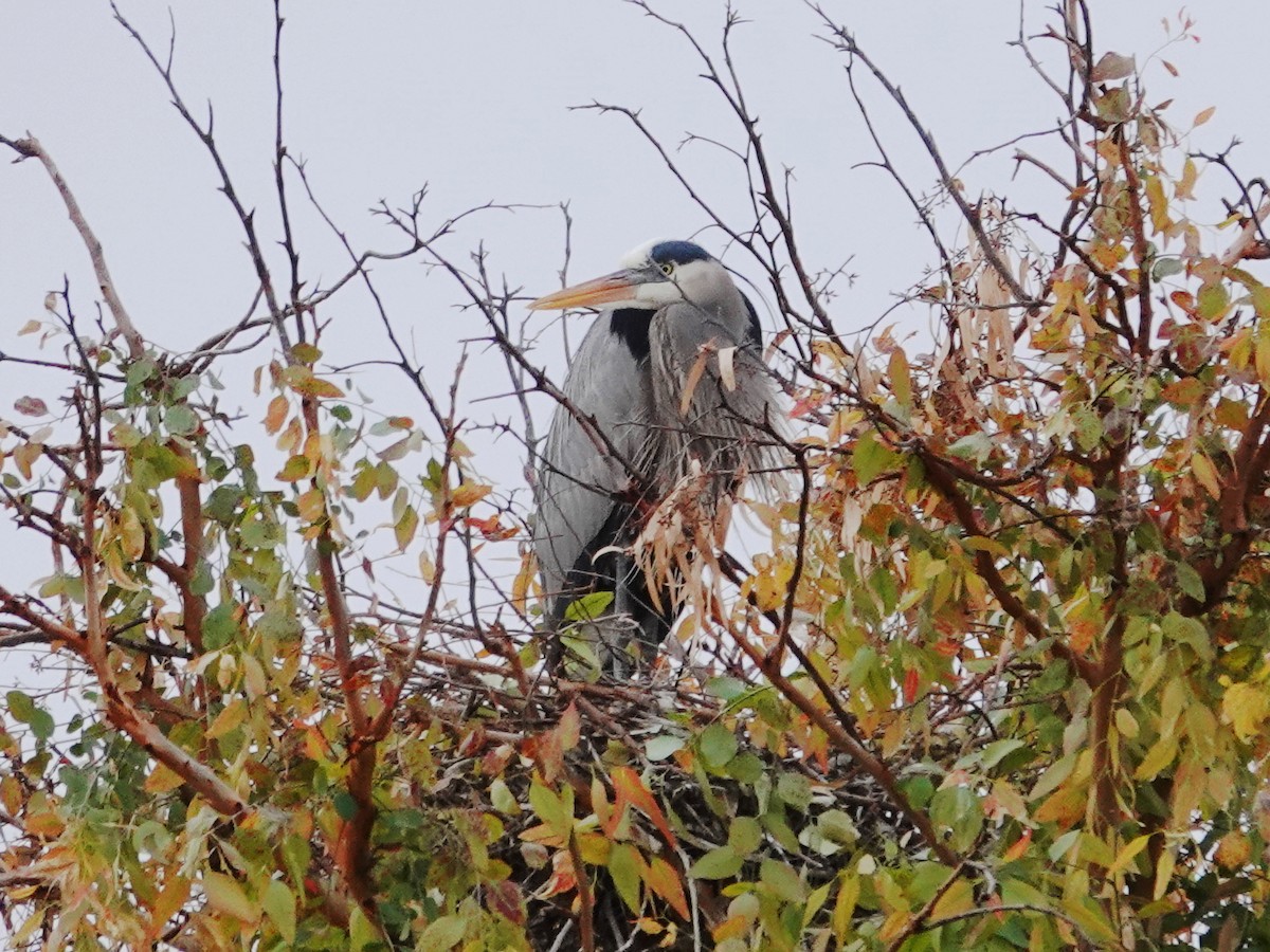 Great Blue Heron - Peter Herstein