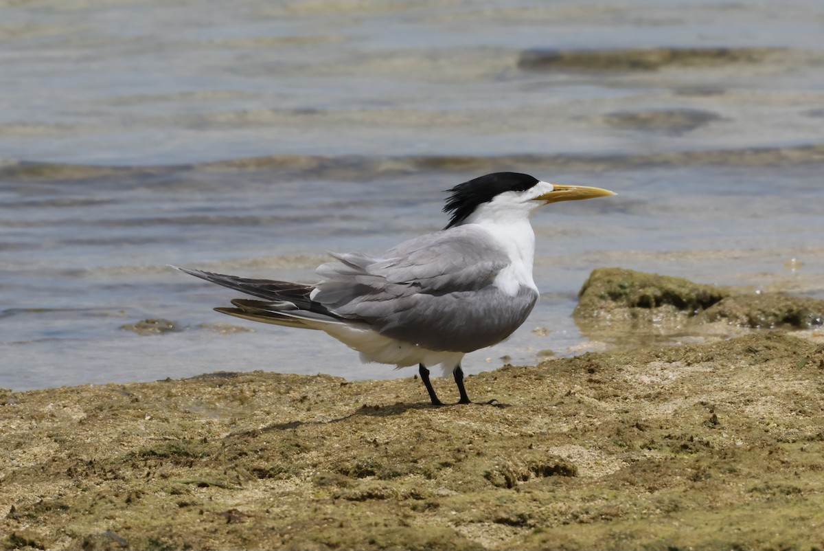 Great Crested Tern - ML613825206