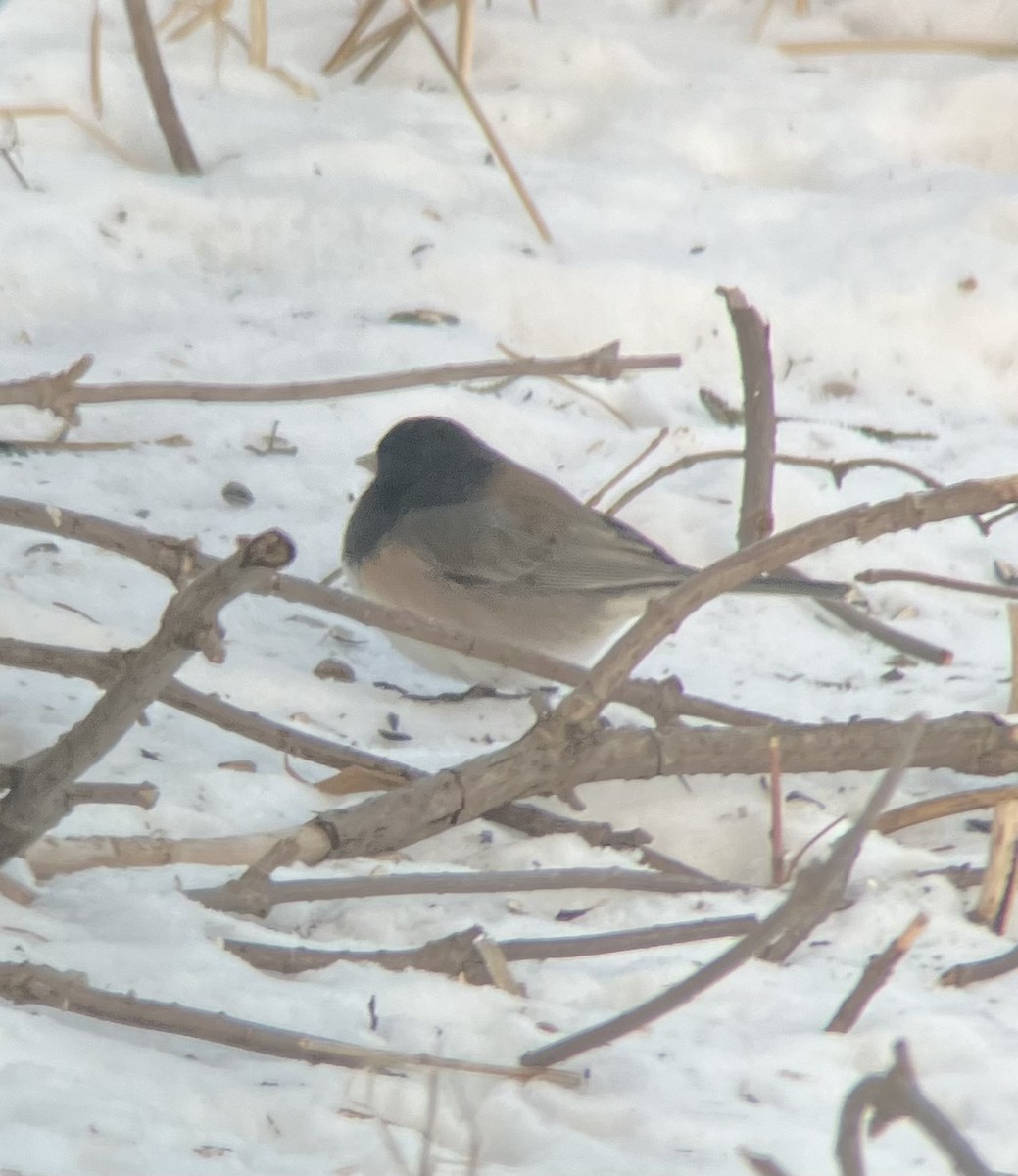 Dark-eyed Junco (Oregon) - ML613825300