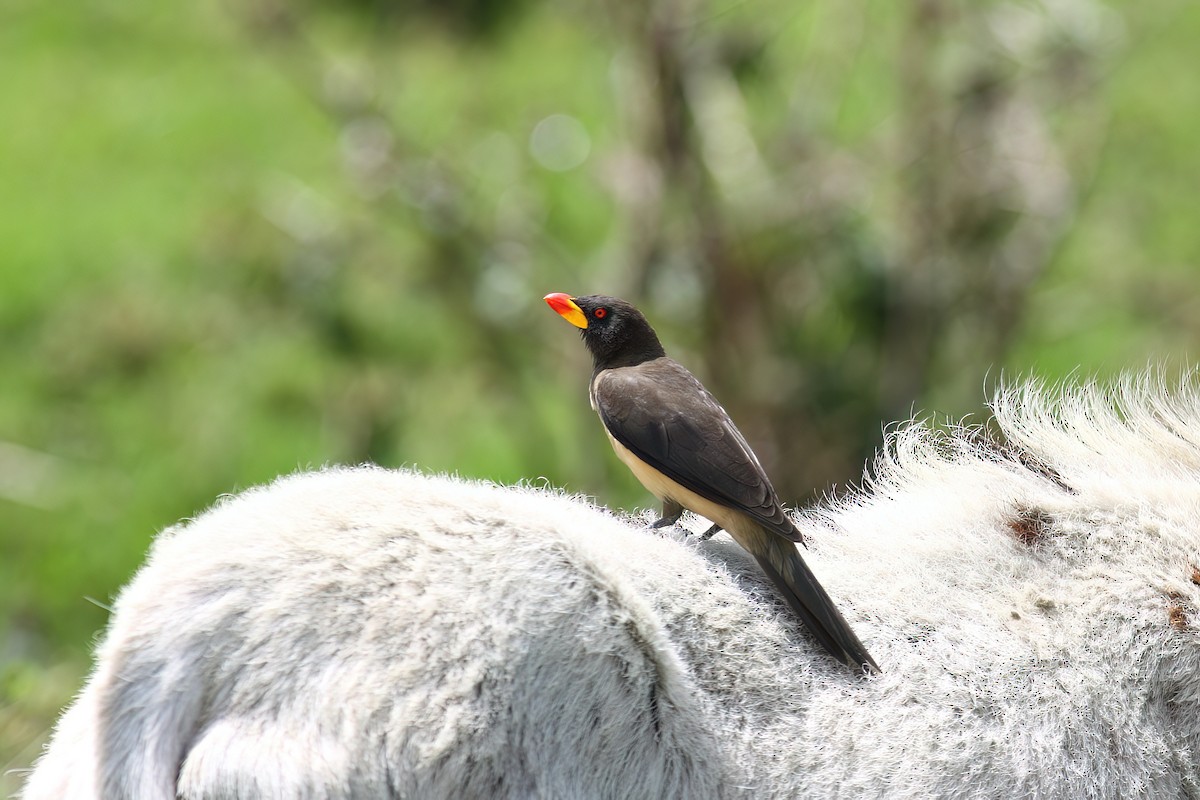 Yellow-billed Oxpecker - ML613825351