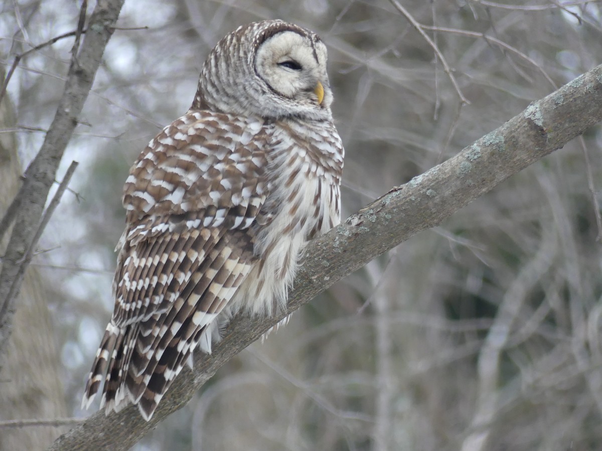 Barred Owl - Lachlan Ziegler