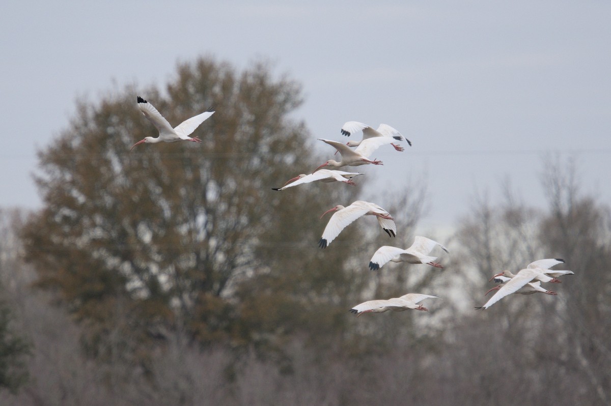 Ibis blanc - ML613825369