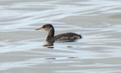 Red-necked Grebe - Steve Colwell