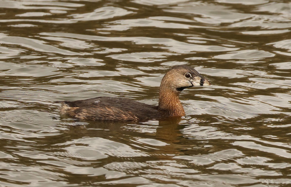 Pied-billed Grebe - ML613825445