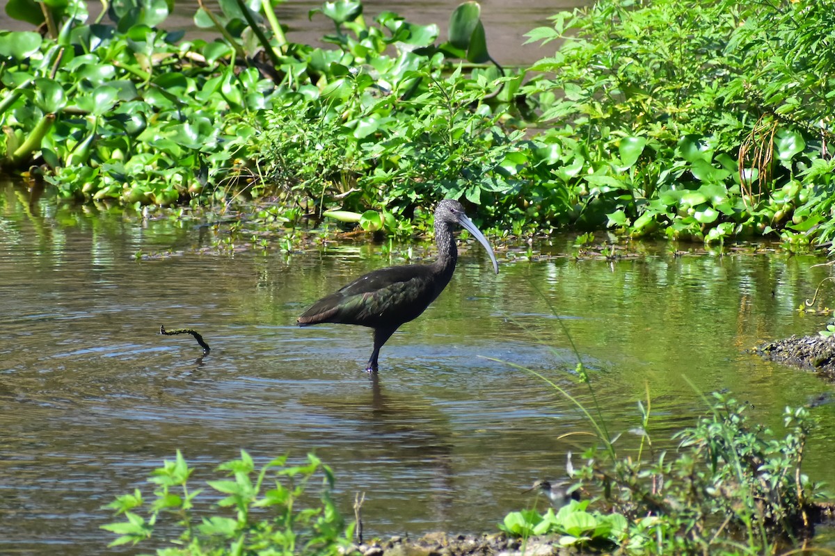 カオジロブロンズトキ - ML613825466