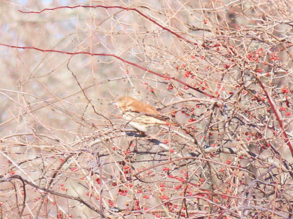 Brown Thrasher - ML613825519