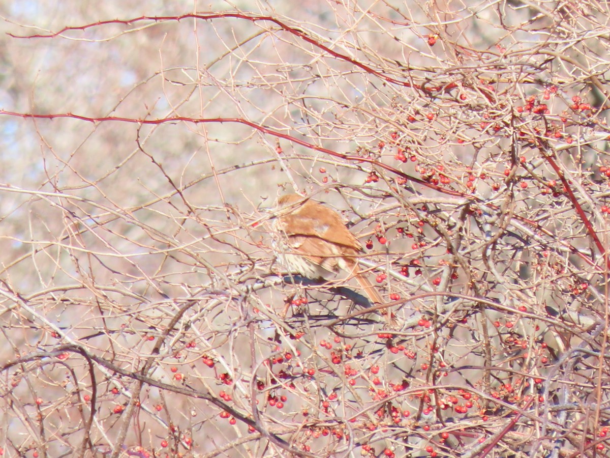 Brown Thrasher - ML613825527