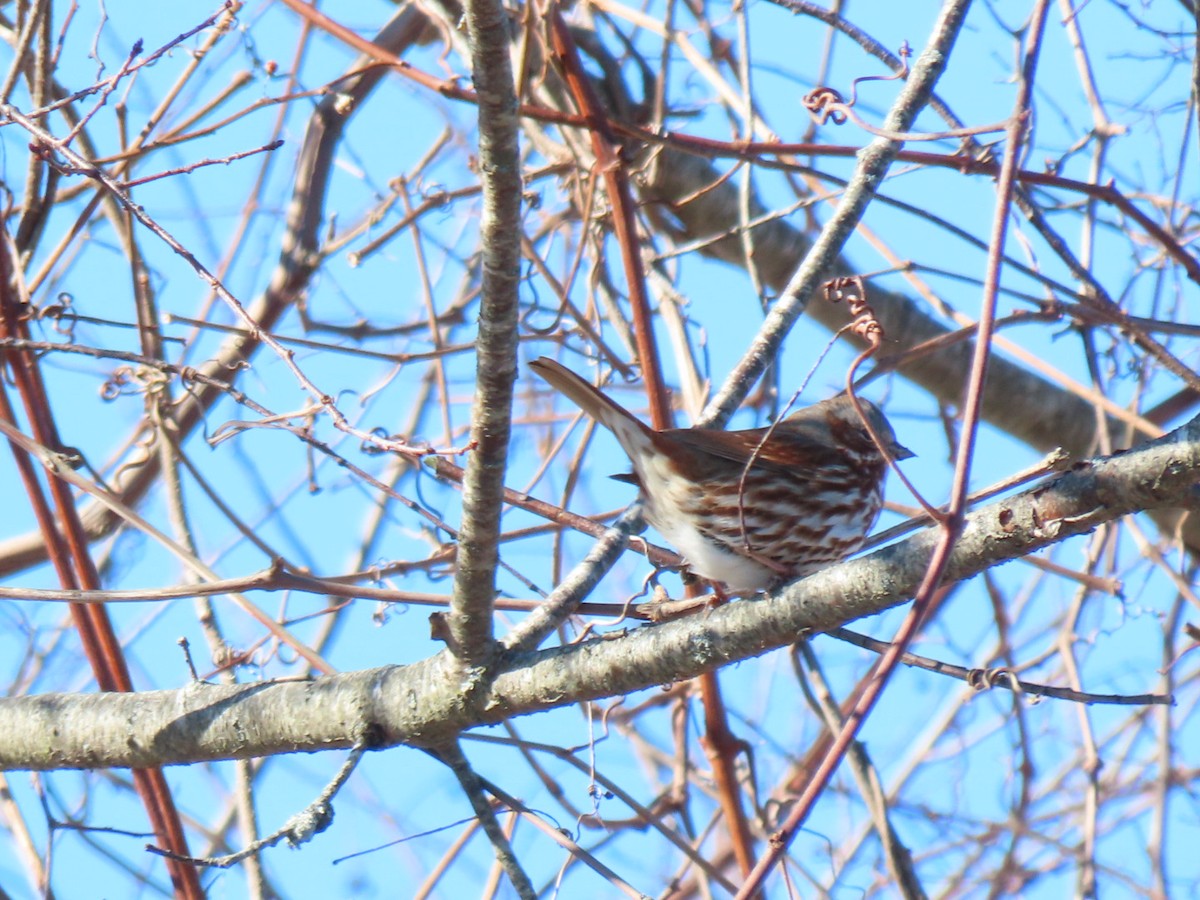 Fox Sparrow - ML613825550