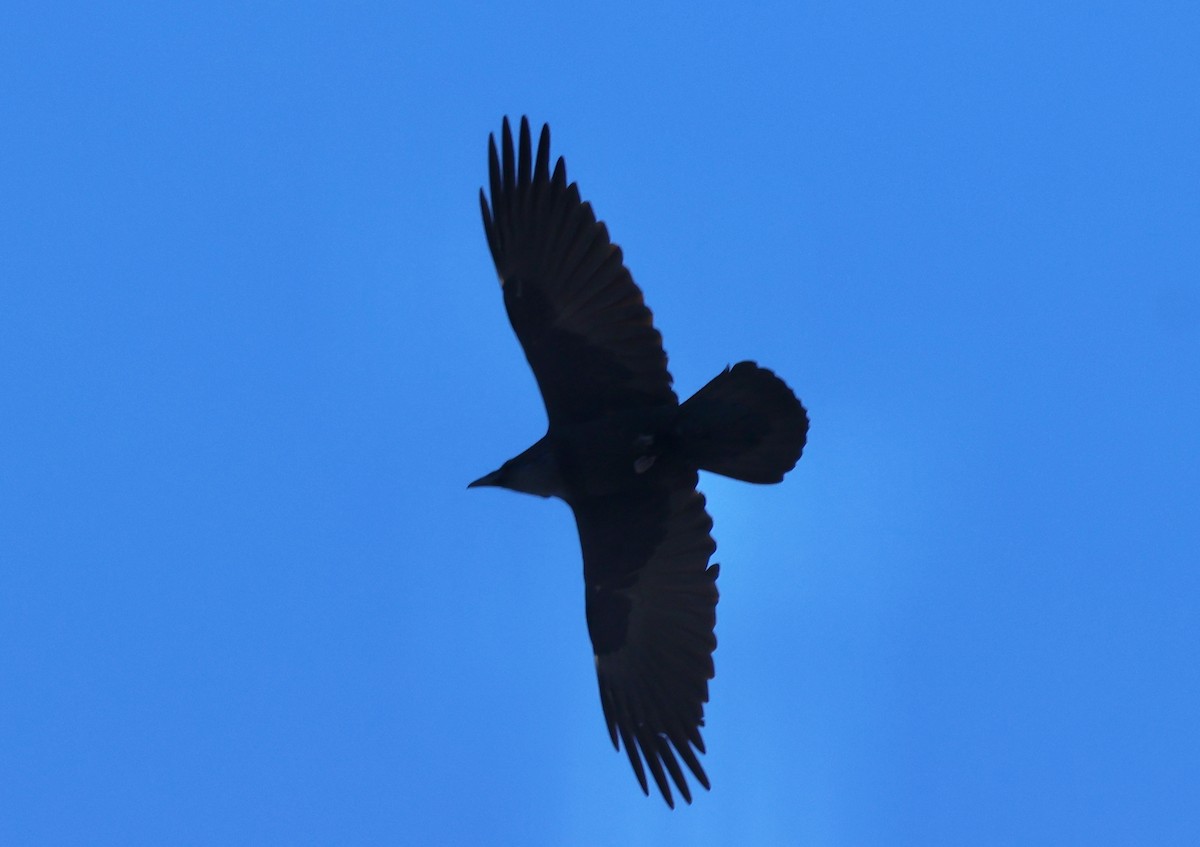 Common Raven - ML613825615