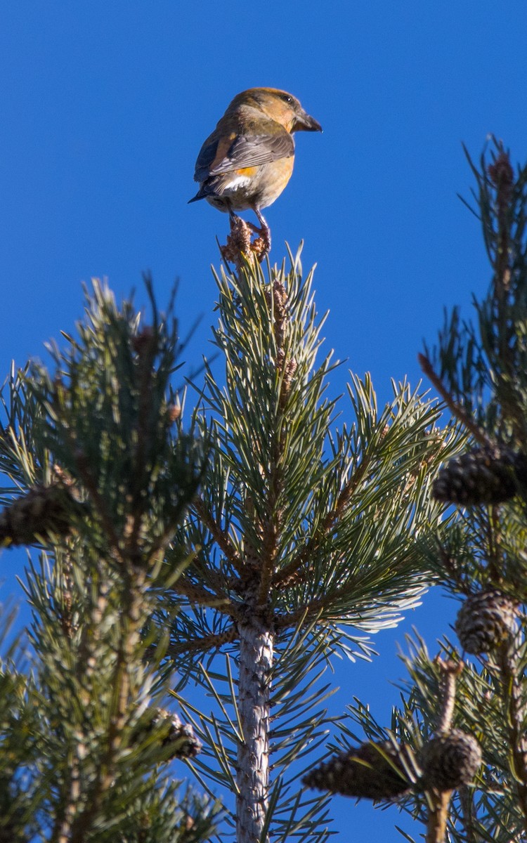 Red Crossbill - ML613825705