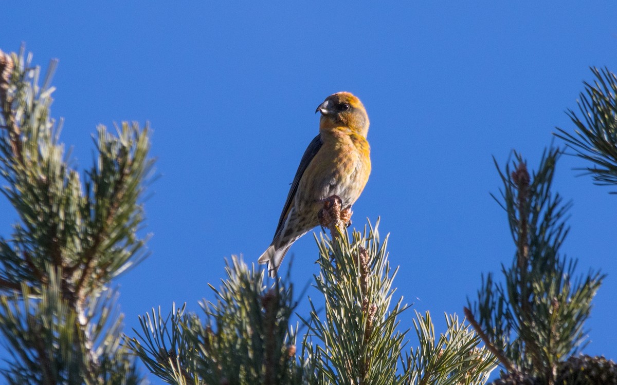 Bec-croisé des sapins - ML613825707