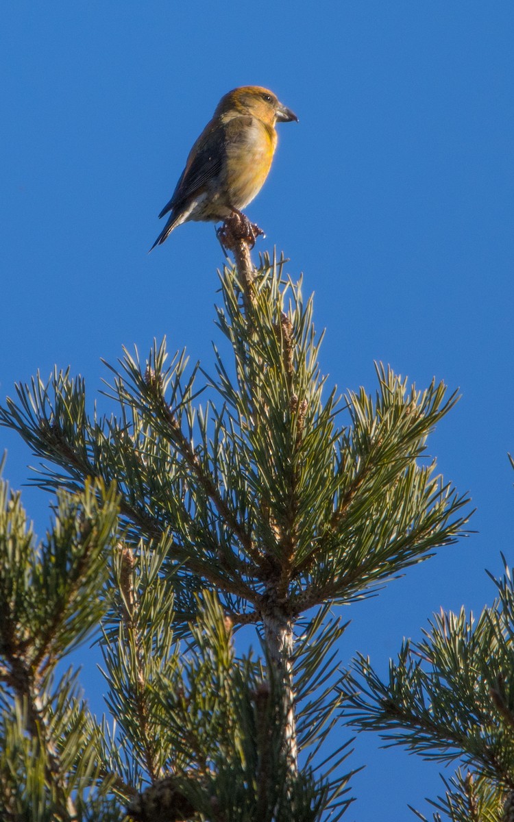 Red Crossbill - ML613825708