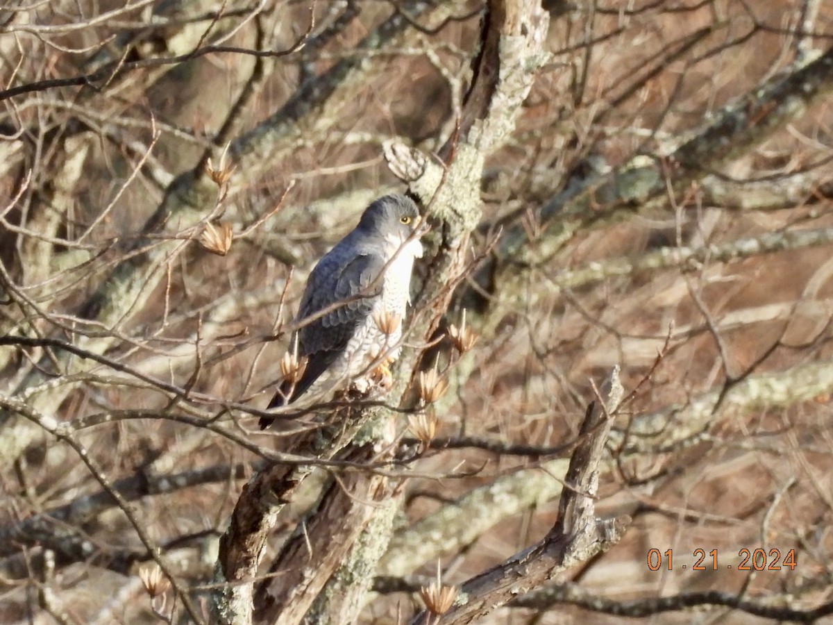 Peregrine Falcon - ML613825763