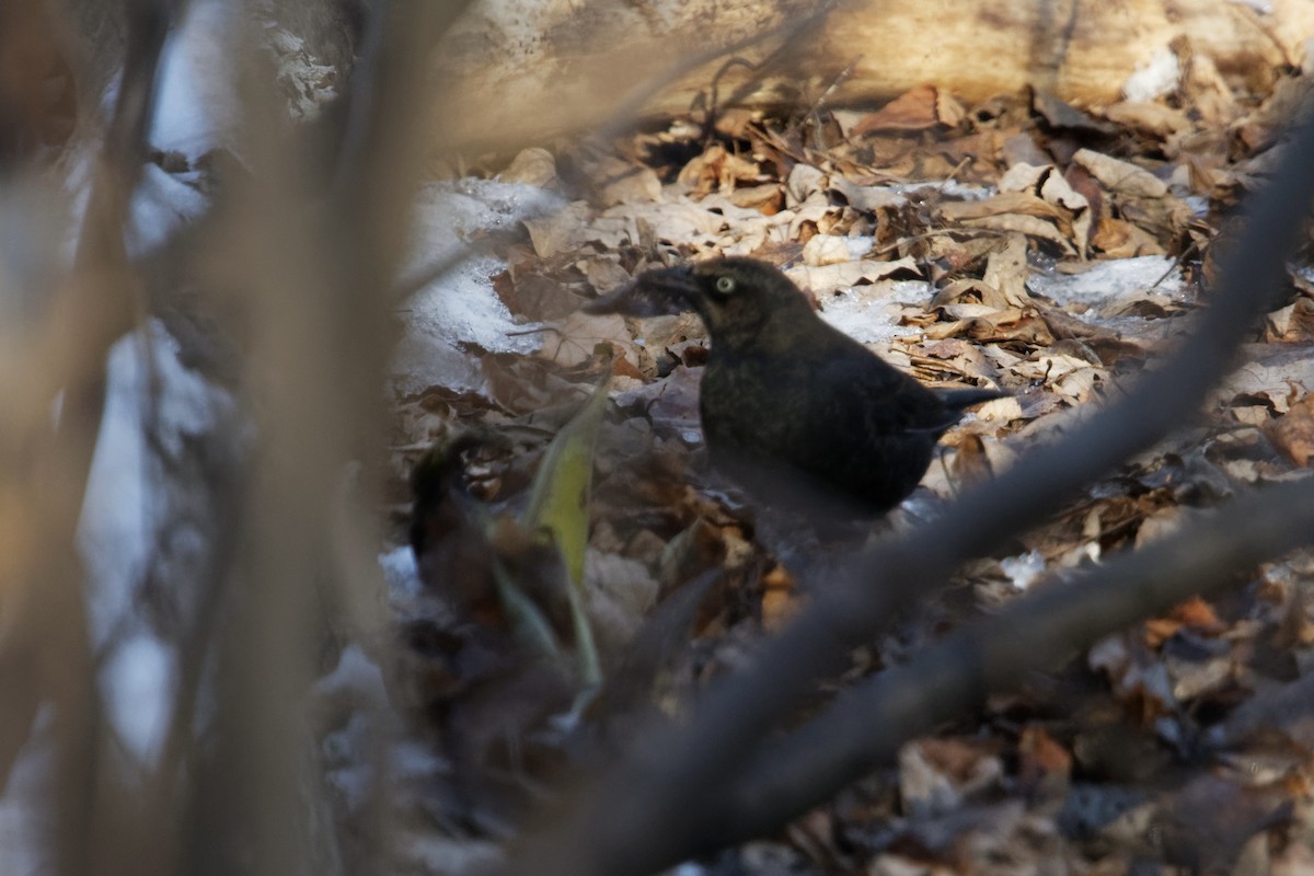 Rusty Blackbird - ML613825772