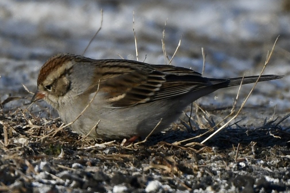 Chipping Sparrow - ML613825864