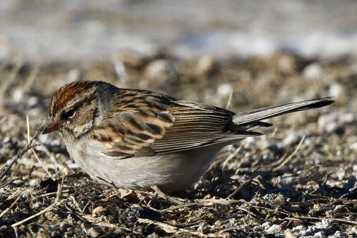 Chipping Sparrow - ML613825865