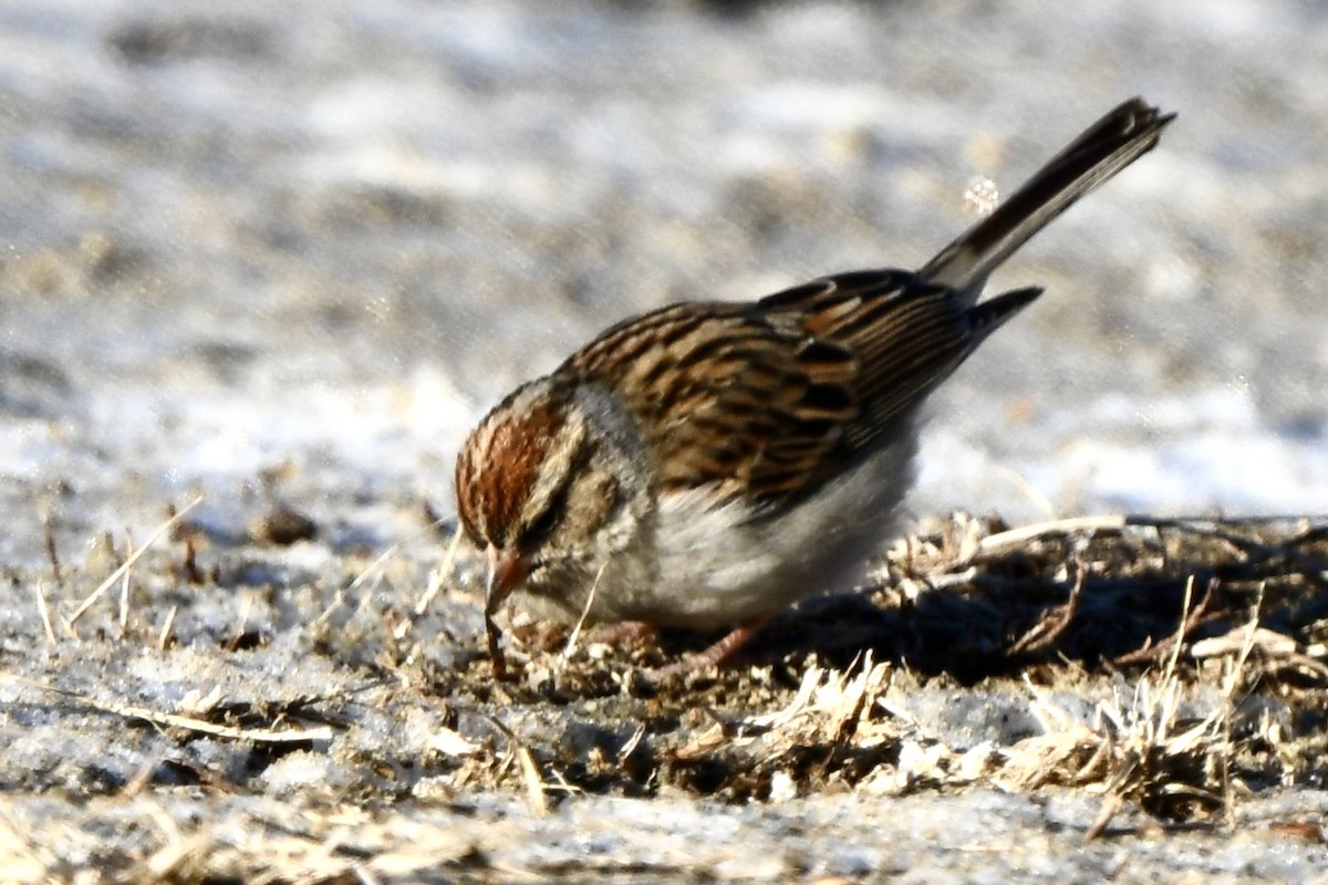 Chipping Sparrow - ML613825866