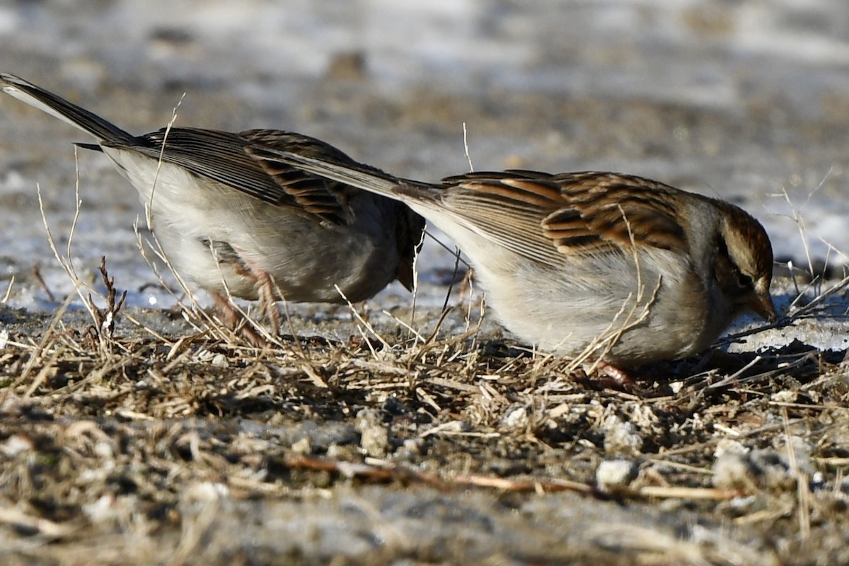 Chipping Sparrow - ML613825867