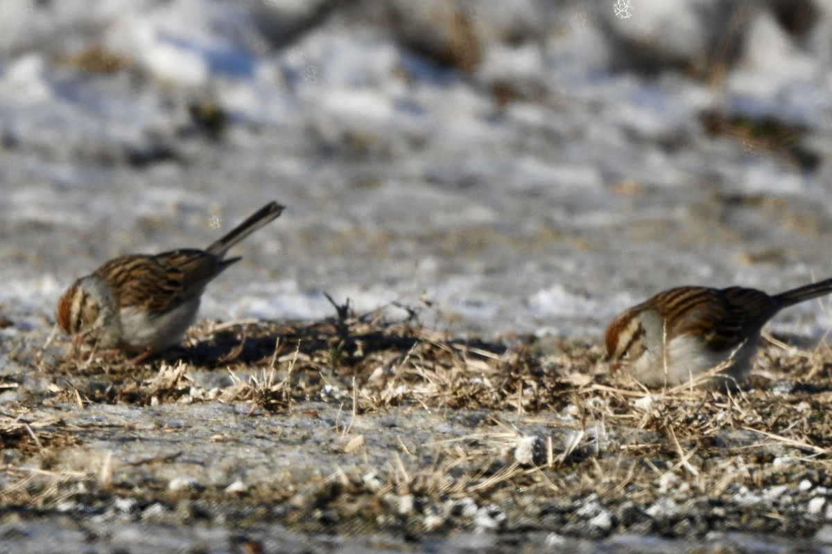 Chipping Sparrow - ML613825868