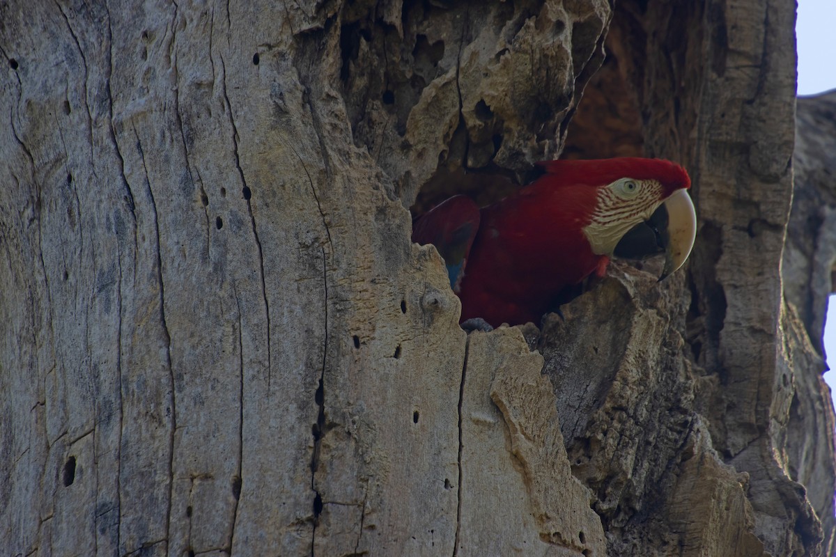 紅綠金剛鸚鵡 - ML613825901