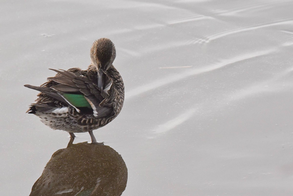 Green-winged Teal - ML613825927