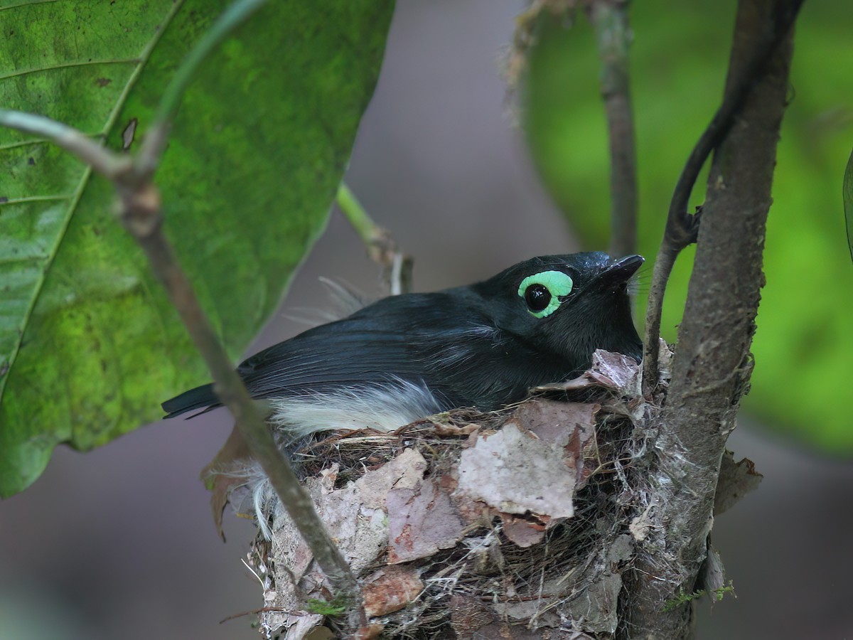 Black-necked Wattle-eye - ML613825935