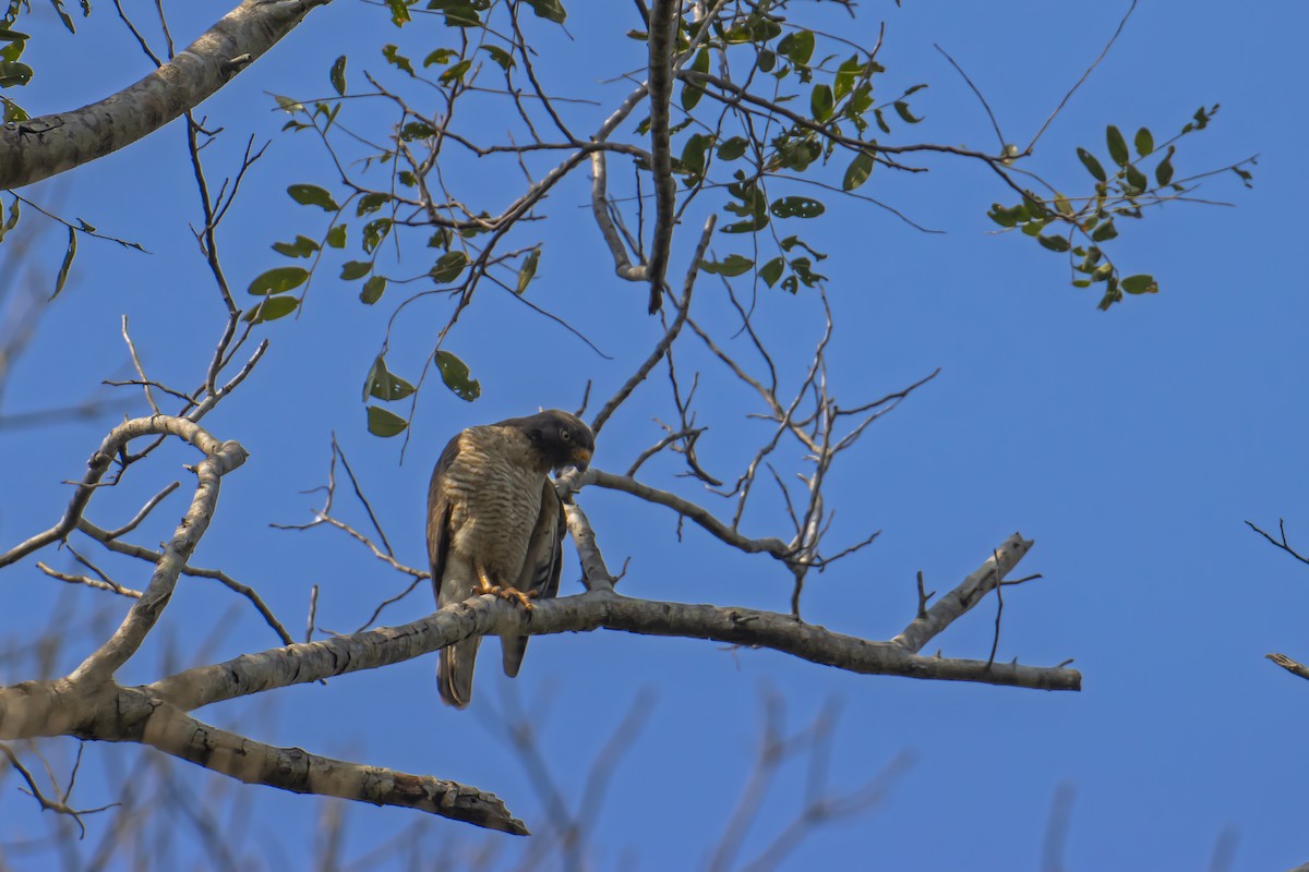 Roadside Hawk - Antonio Rodriguez-Sinovas