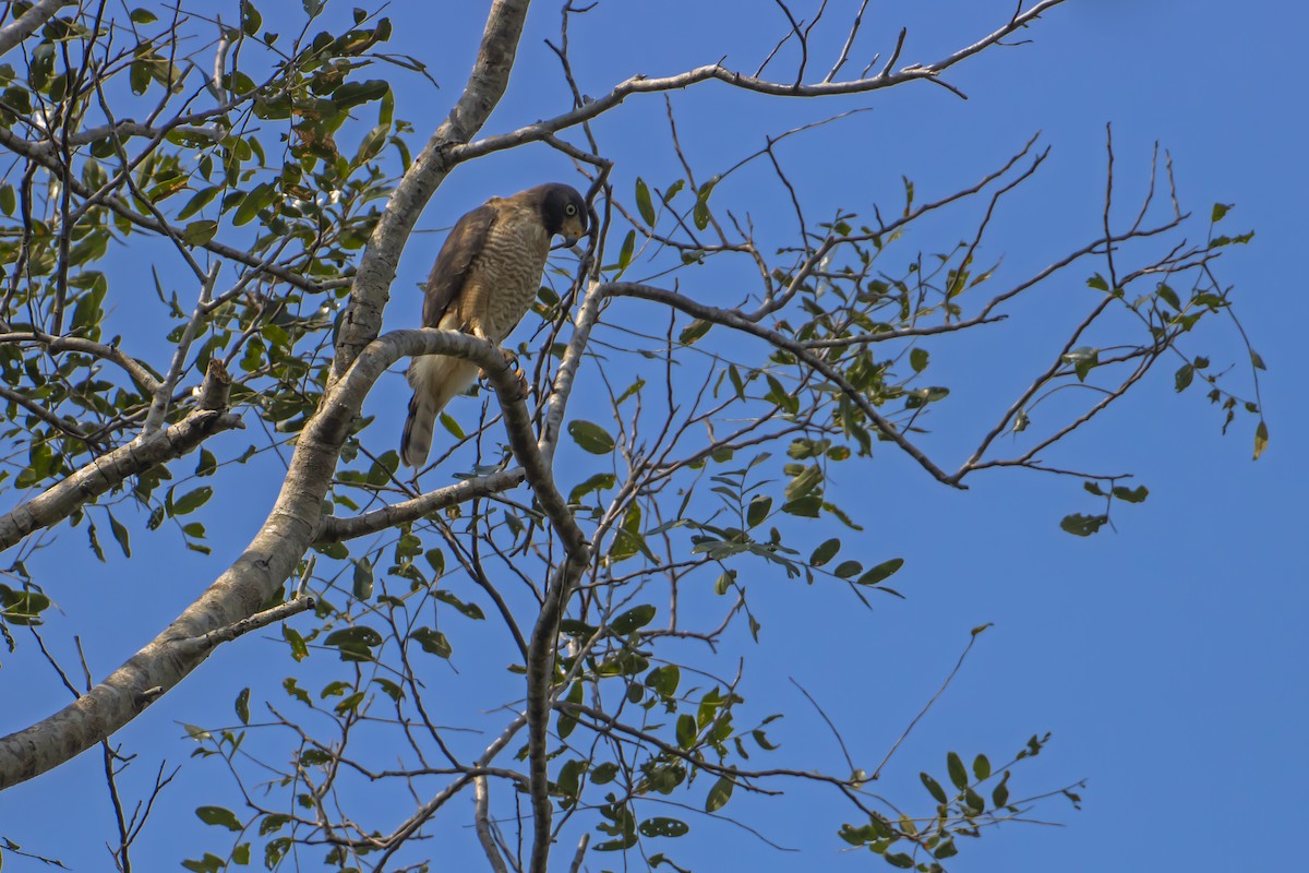 Roadside Hawk - Antonio Rodriguez-Sinovas