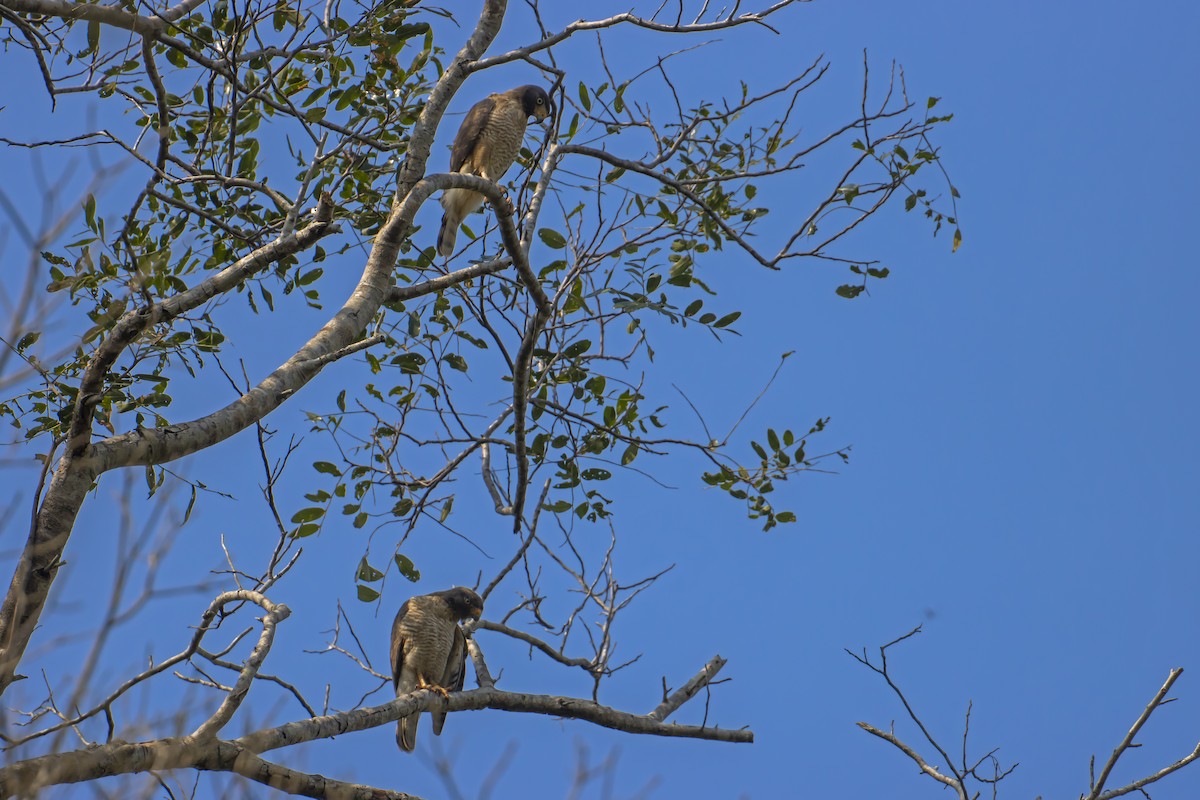 Roadside Hawk - Antonio Rodriguez-Sinovas