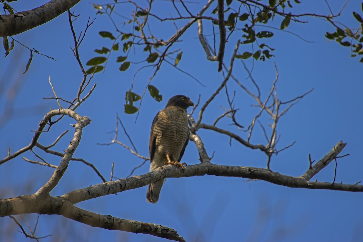 Roadside Hawk - Antonio Rodriguez-Sinovas