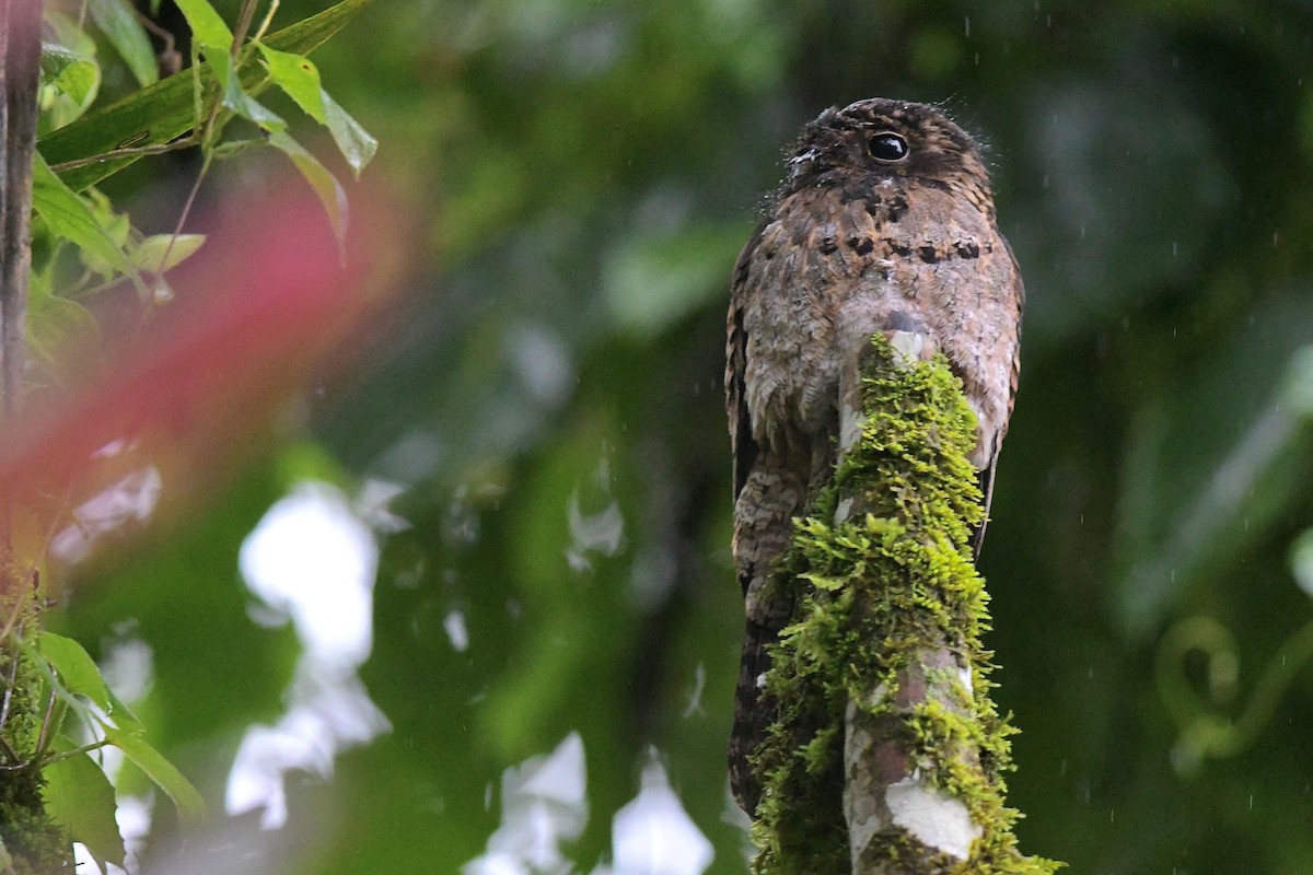 Common Potoo - ML613825983