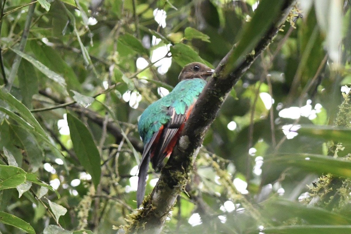 Golden-headed Quetzal - ML613826013