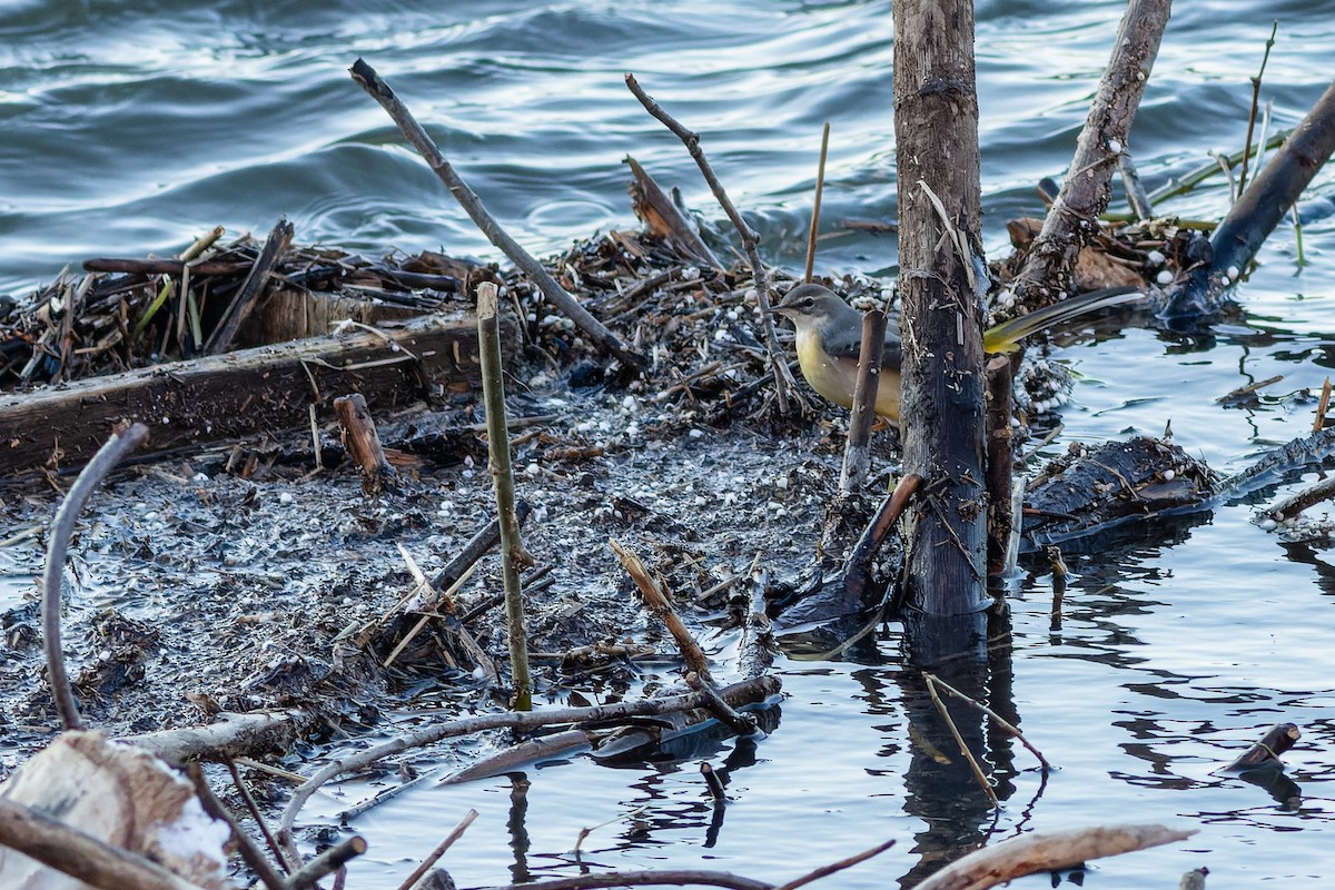 Gray Wagtail - ML613826041