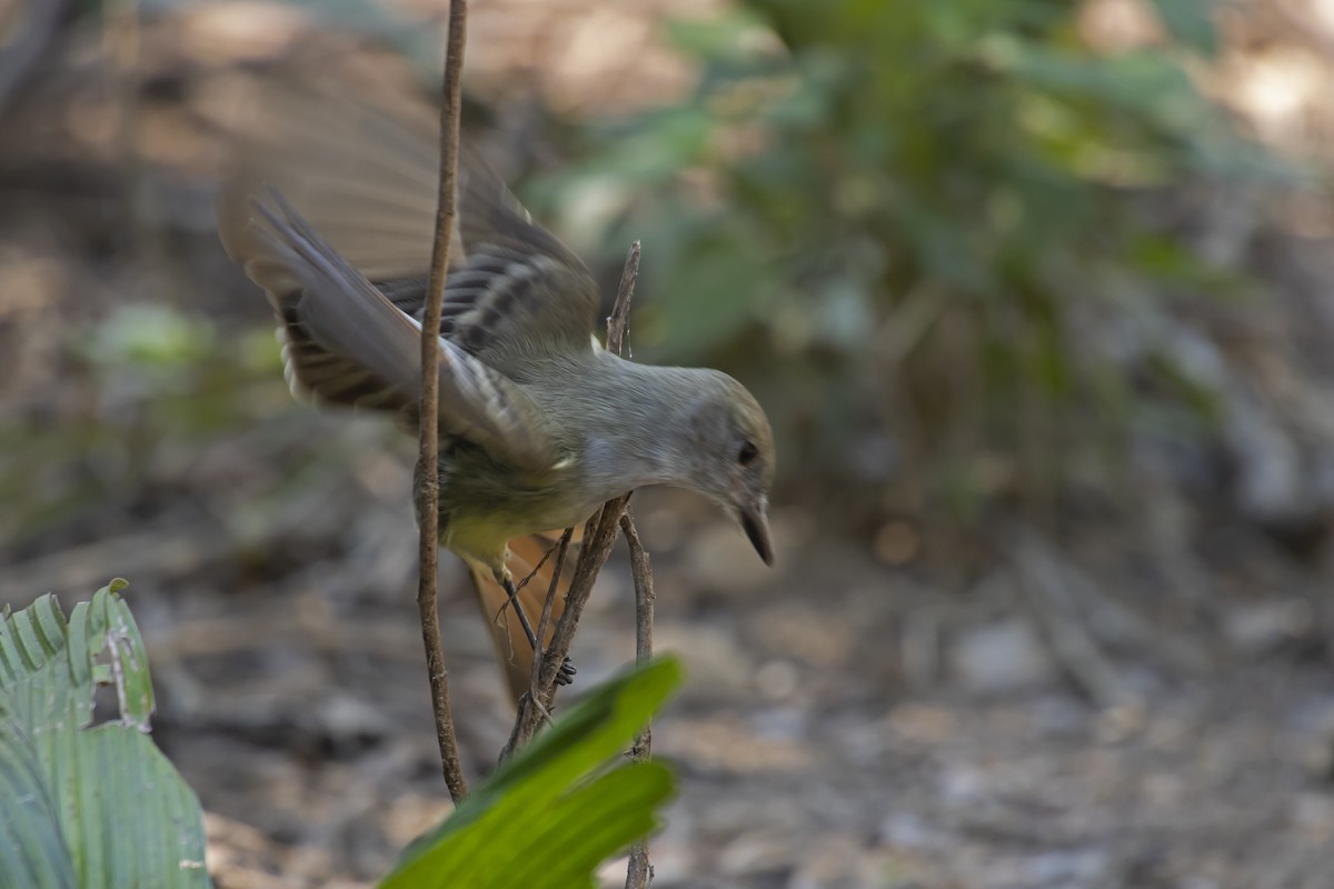 Brown-crested Flycatcher - Antonio Rodriguez-Sinovas