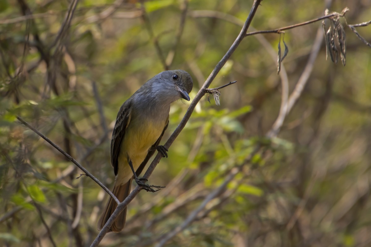 Brown-crested Flycatcher - Antonio Rodriguez-Sinovas