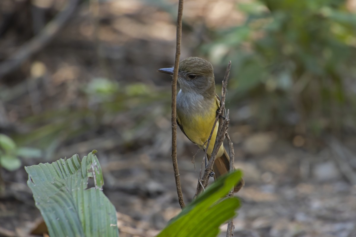 Brown-crested Flycatcher - Antonio Rodriguez-Sinovas