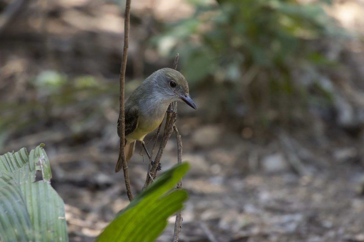 Brown-crested Flycatcher - Antonio Rodriguez-Sinovas