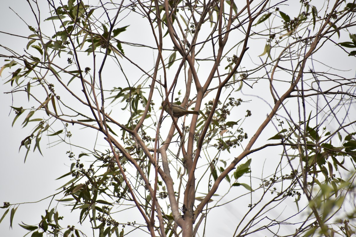 new world oriole sp. - ML613826139