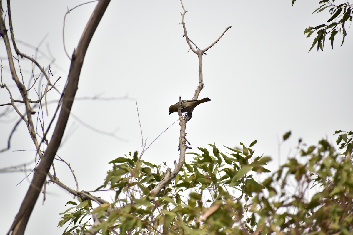 new world oriole sp. - ML613826143