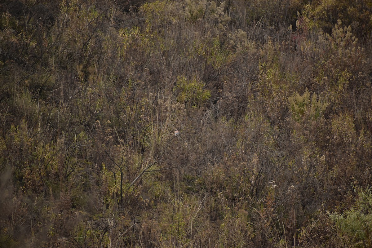 American Kestrel - ML613826181