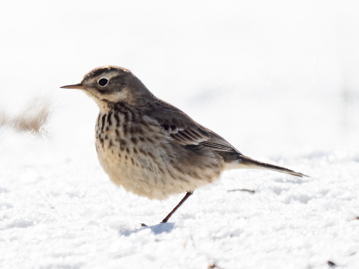 American Pipit - ML613826227