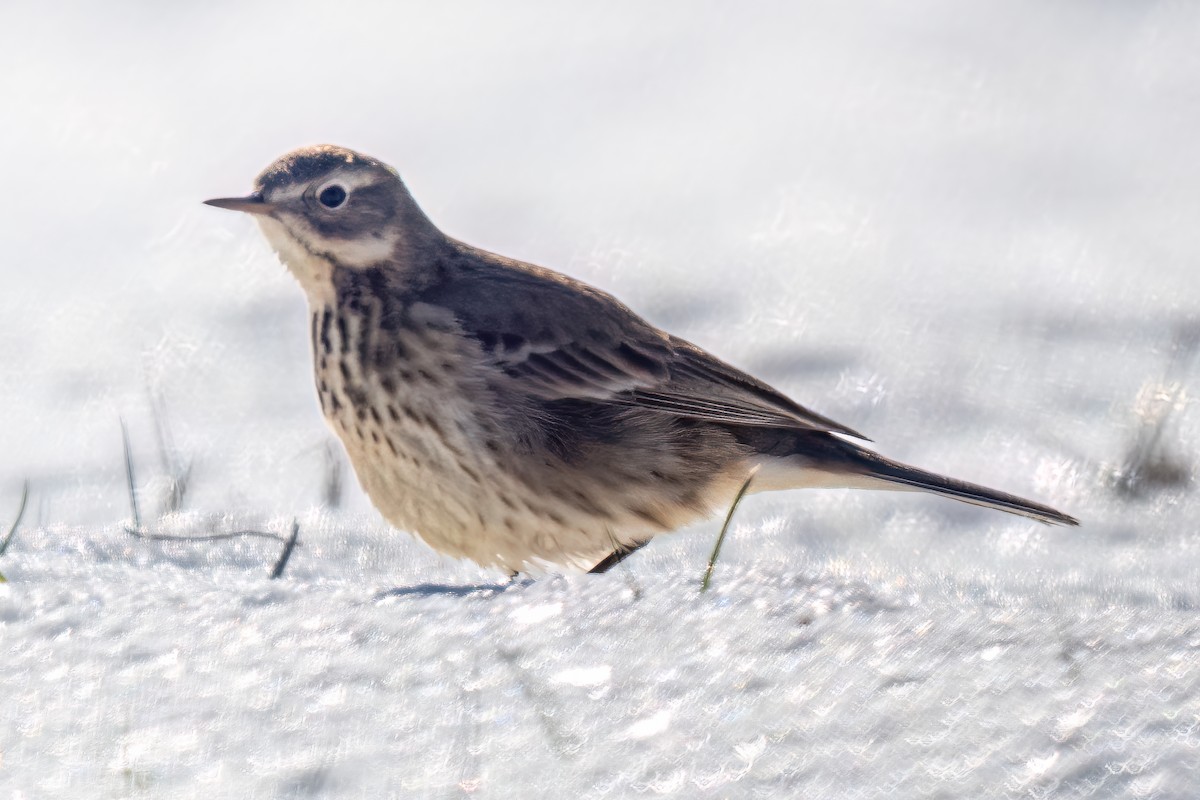 American Pipit - ML613826235