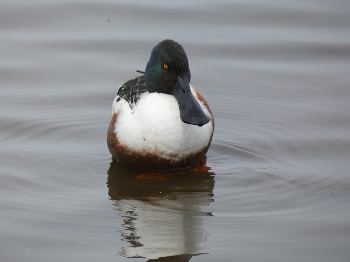 Northern Shoveler - ML613826248