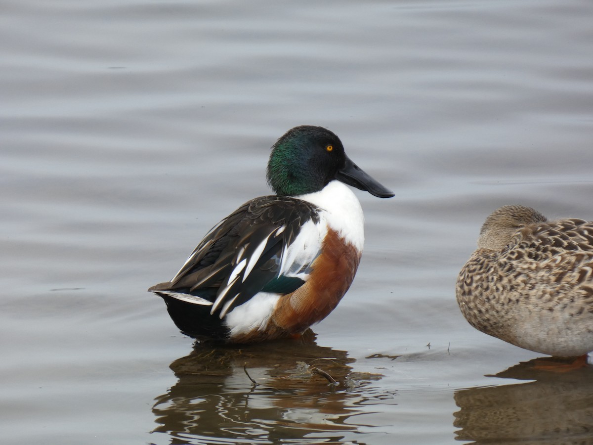 Northern Shoveler - ML613826251