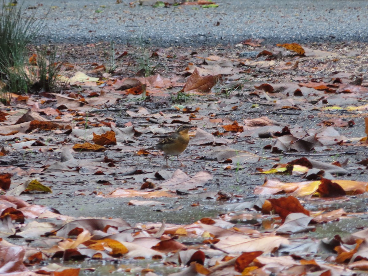 Varied Thrush - ML613826254