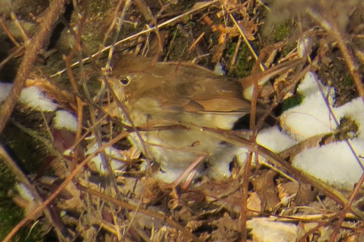 Hermit Thrush - ML613826323